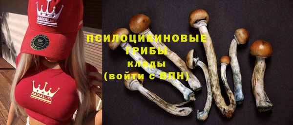 шишки Белокуриха